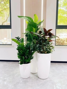 花卉租摆新选择，宁波海曙这家公司超牛